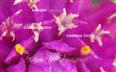  Anthers and Staminal teeth
